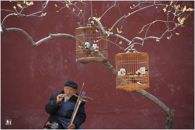 Old Man with Birds