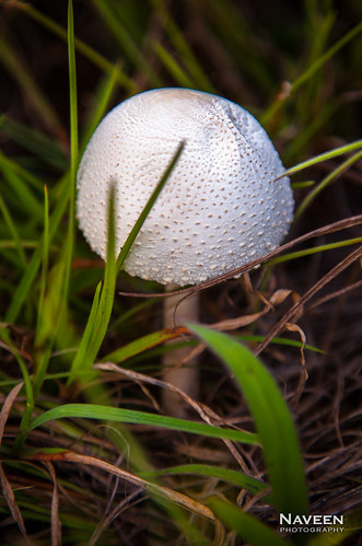 mushroom trek golfball nilgiris avalancheooty