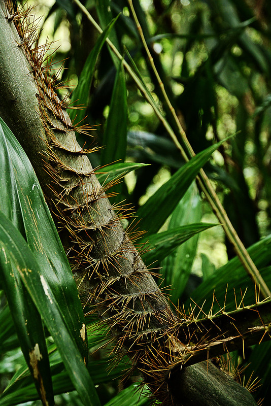 rattan palm, philippines