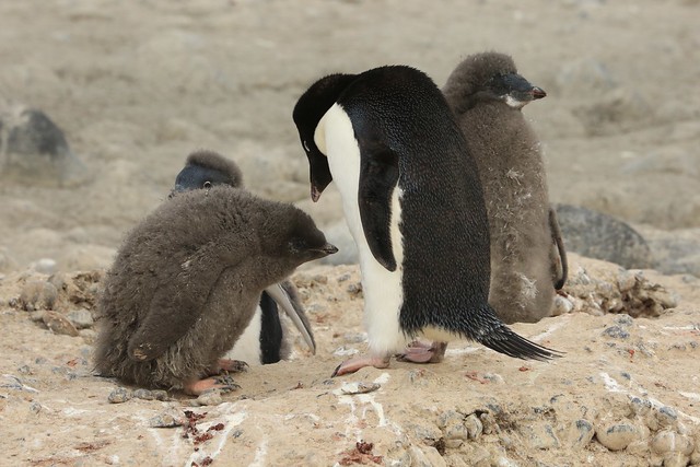 Have You Been A Good Baby While I've Been Away Fishing for Your Dinner?? Adult Adelie Penguin and Dishevelled Downy Chicks Possession Islands Ross Sea Antarctica