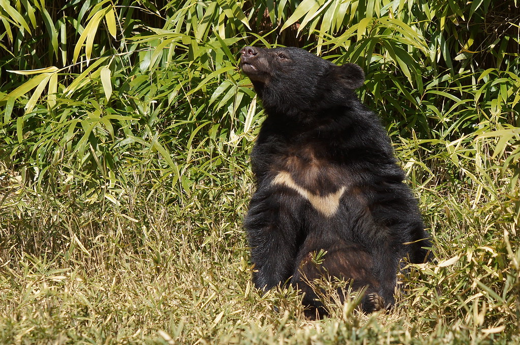Japanese Black Bear at Yokohama Zoorasia 2014-03-15