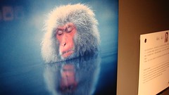 Snow Monkey Photo Exhibit, Shiga Kogen Roman Museum, Yamanouchi