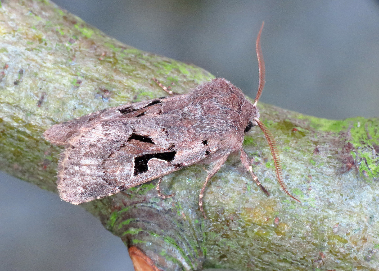 2190 Hebrew Character - Orthosia gothica