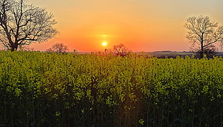 Bosworth sunset