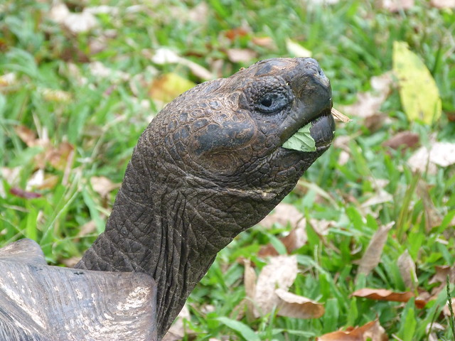 Tortuga gigante de las Galápagos
