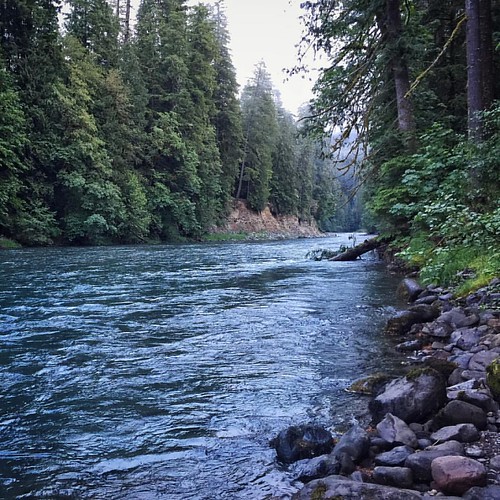 A view upstream of Iron Creek located in the Gifford Pinchot National Forest. #river #giffordpinchotnationalforest #wilderness #pnw by Essex Explorations, square squareformat iphoneography instagramapp uploaded:by=instagram