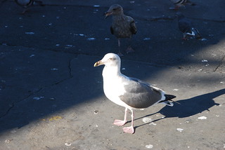 Western Gull FW 12-27-12 7 | A not-quite-fully-mature Wester… | Flickr