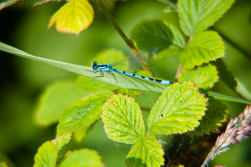 Common blue damselfly, Pool Hall