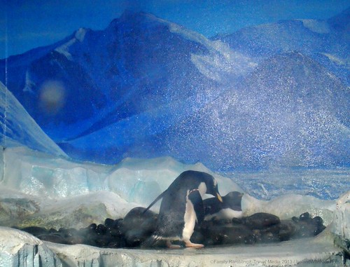 Nesting Penguin | by iatraveler
