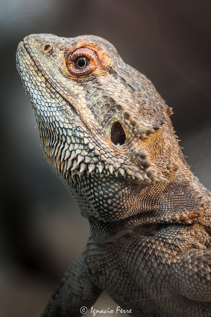 Bearded Dragon