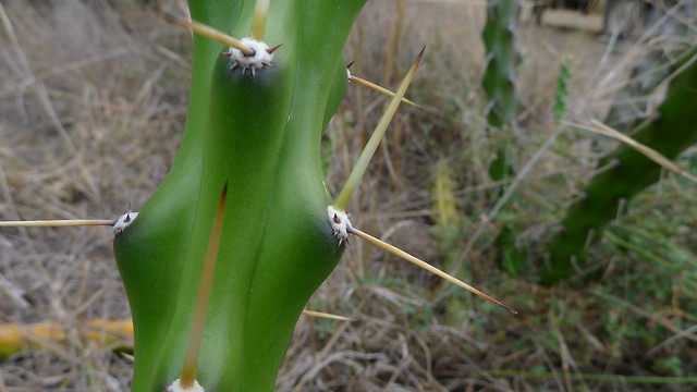 Harrisia Cactus, Harrisia martinii