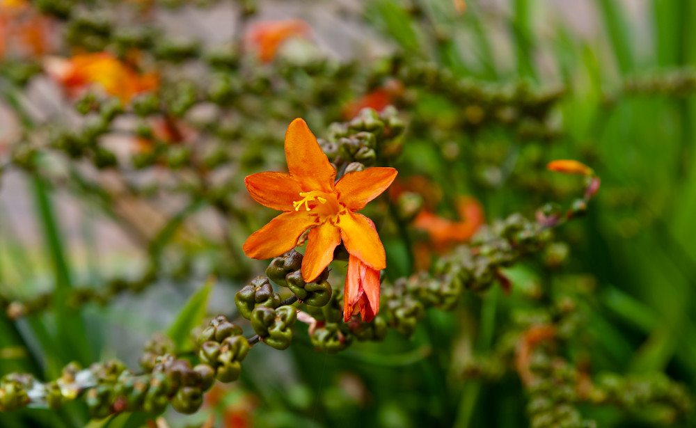 Vivid Orange Flower