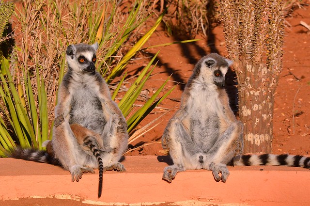 Ring-tailed Lemurs sunning at Berenty Reserve, South Madagascar.