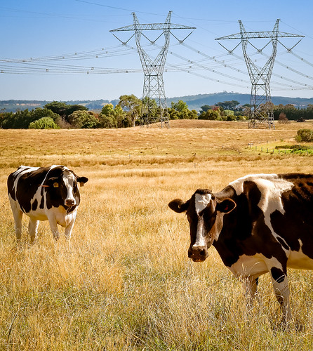 grass cows australia victoria pylons gippsland hazelwood