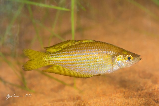 Chequered Rainbowfish