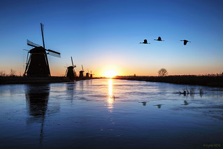 Heron flying over the frozen Kinderdijk Sunrise