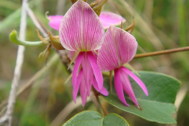 Fabaceae Galactia striata (Jacq.) Urb. Trepadeira