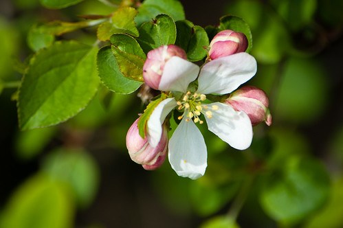 Apple flower, canalside hedge