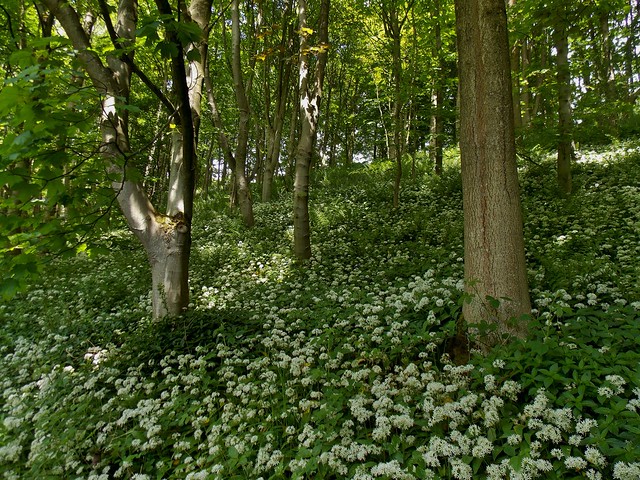 Wild Garlic at the Strid in Bolton Abbey near Skipton in North Yorkshire, England - May 2013