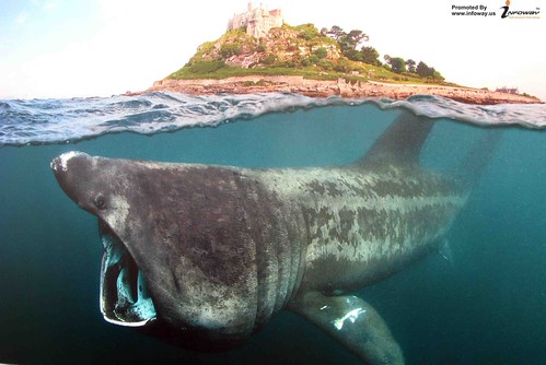 shark attack | by Infoway LLC - Website Development Company