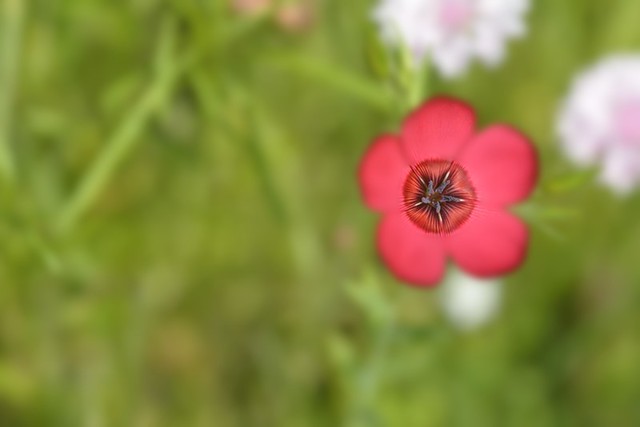 Coeur de fleur - Flower's heart ! | Copyright 2013 © Jean-Ma… | Flickr