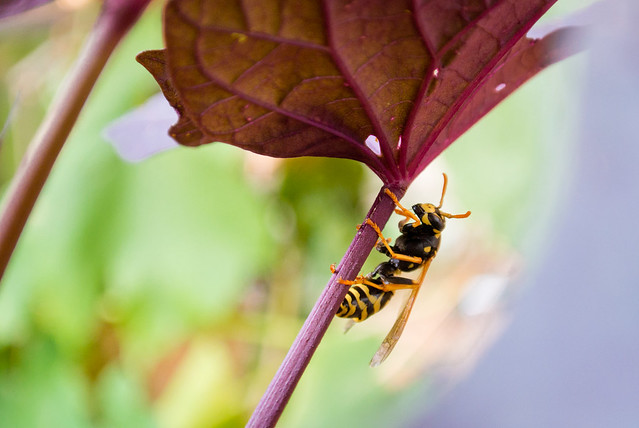 Wasp hiding under a leaf