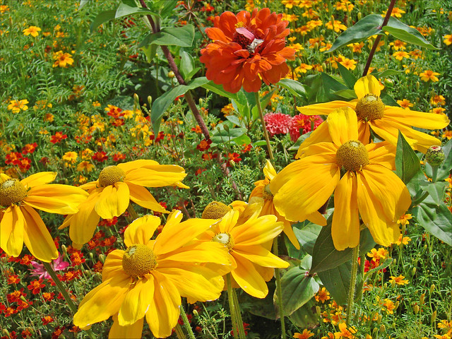 Les fleurs  de l'erholungspark de Marzahn