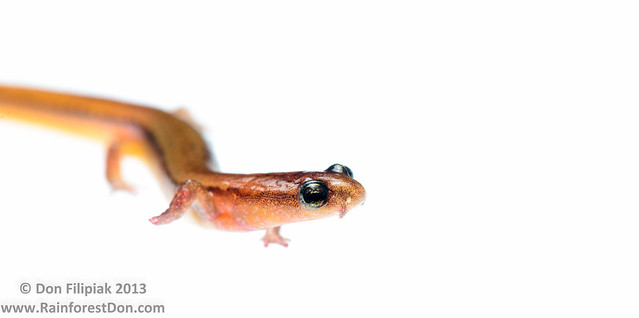 Chamberlain's dwarf salamander (Eurycea chamberlaini)