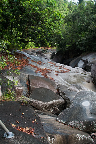 rainforest australia queensland cairns barreradecoral ngatjan