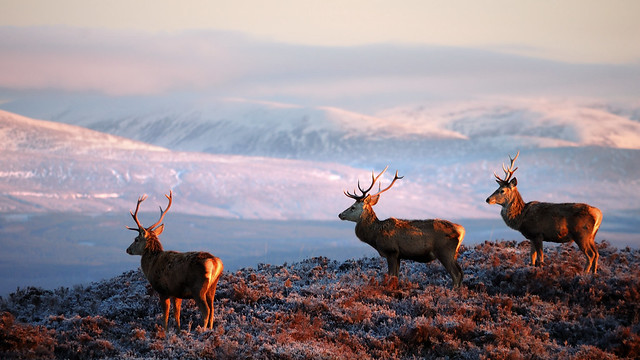 Highland Stags