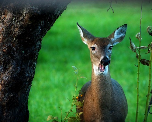 deer-chewing