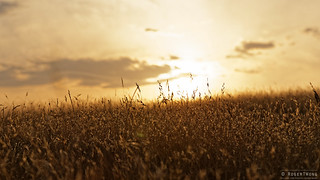 20140208-15-Sunset grass fields.jpg