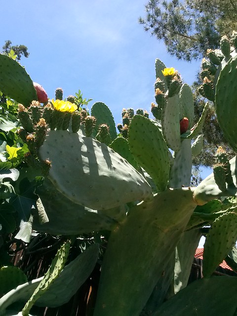 Big cactus plant