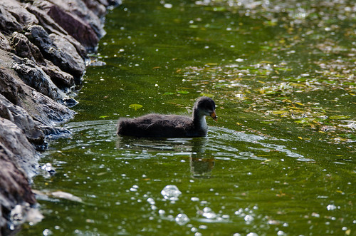 Young coot, greenish water