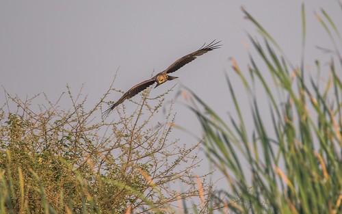 kites na namibia yellowbilledkite kavango sewagepondsnearkalizolodge kalizolodgearea