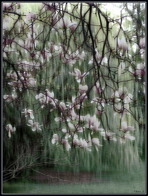 Magnolia Blossoms With Willow