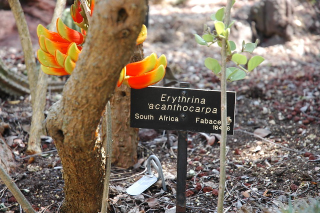 Erythrina acanthocarpa