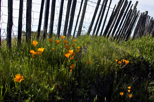 california wood plant nature grass fence landscape wire poppy sonomacounty eschscholziacalifornica