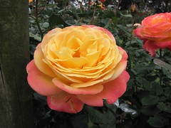 玫瑰 Rosa Dame Elisabeth Murdoch  [墨爾本  Werribee Rose Garden, Melbourne]