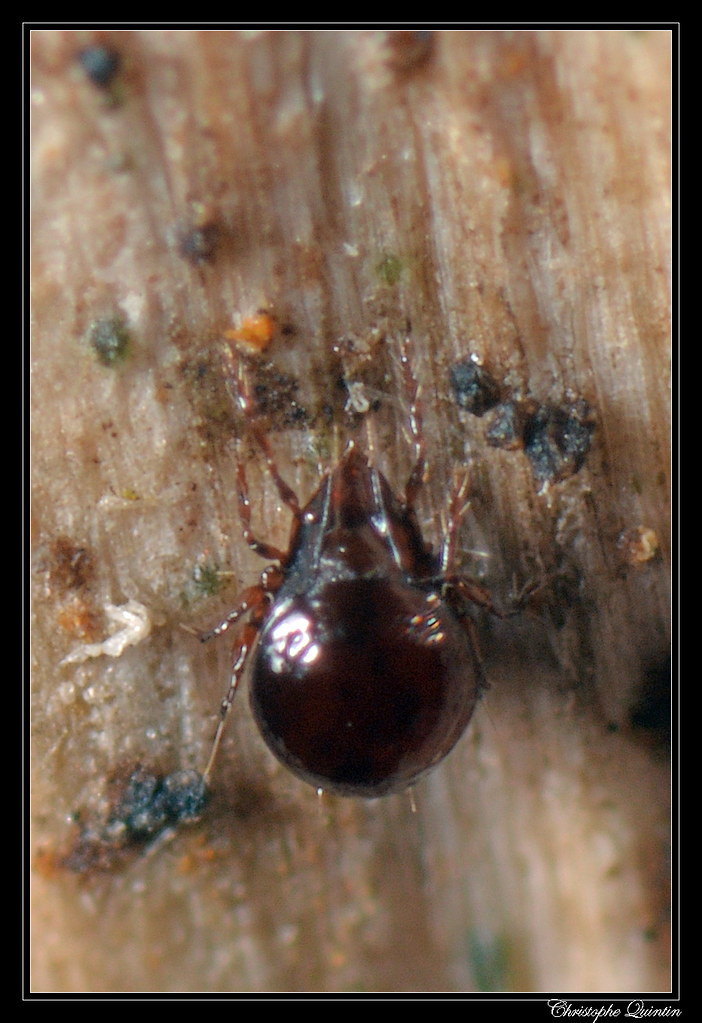 Akorbi Insect Acarien Oribate (Ceratoppia sp. ?) | Nikon D7100 + Tamron 90… | Flickr
