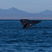 Flickr photo 'Grauwal / Gray whale (Eschrichtius robustus) - Whale Watching bei El Viszcaíno - Parque Natural de la Ballena Gris, Baja California, Mexico' by: anschieber | niadahoam.de.