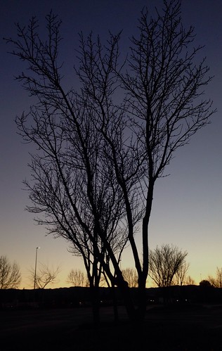 sunset tree silhouette dusk noleaves
