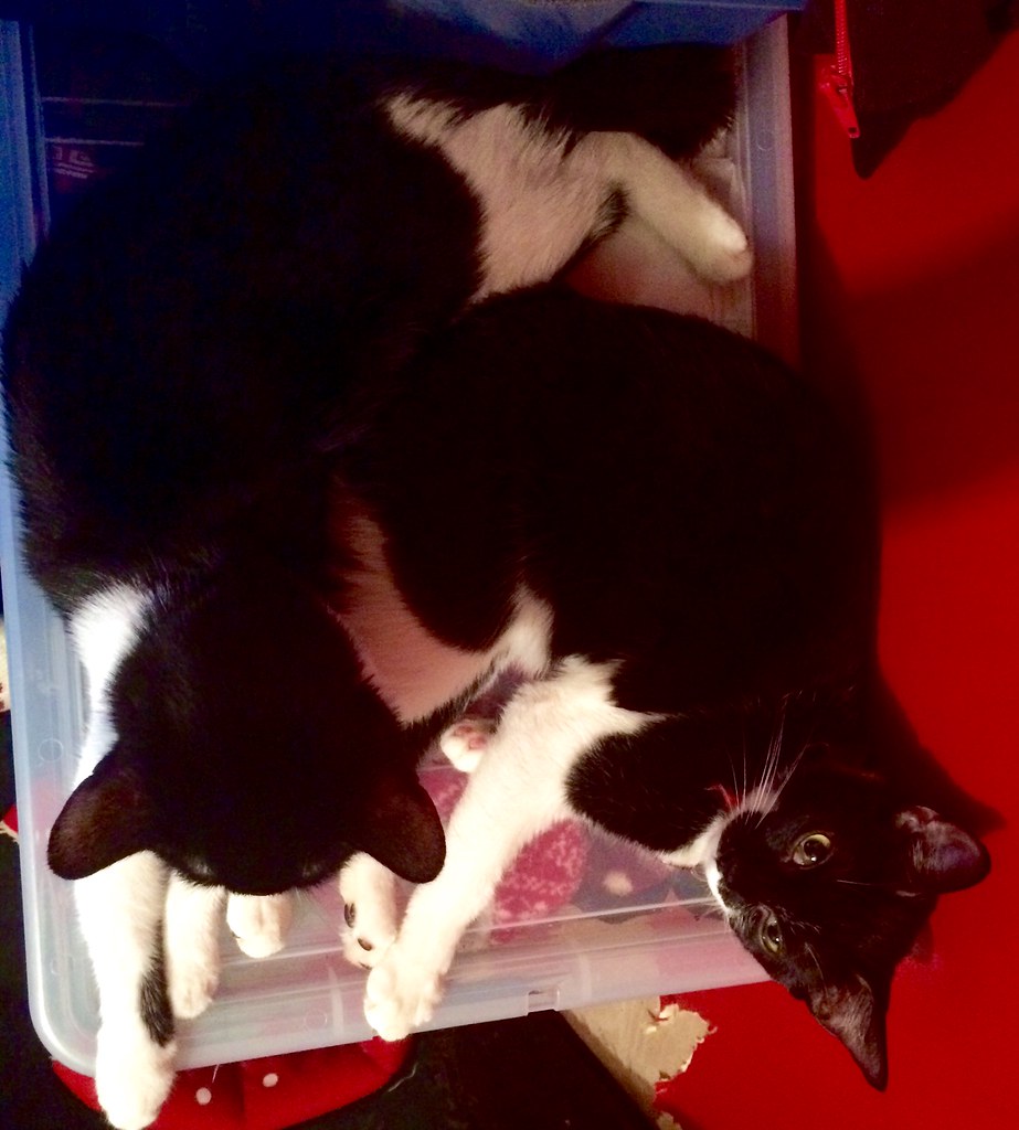 Scamp A Rascal 2 sleepy Tux sisters Scamp & Rascal! 4/2/15 | Nat Lockwood | Flickr