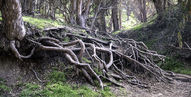 Root System II