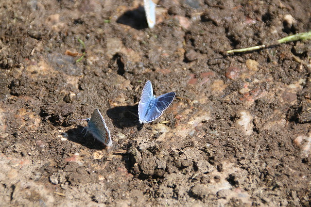 Isblåfugl (Amanda's Blue/Polyommatus amandus)