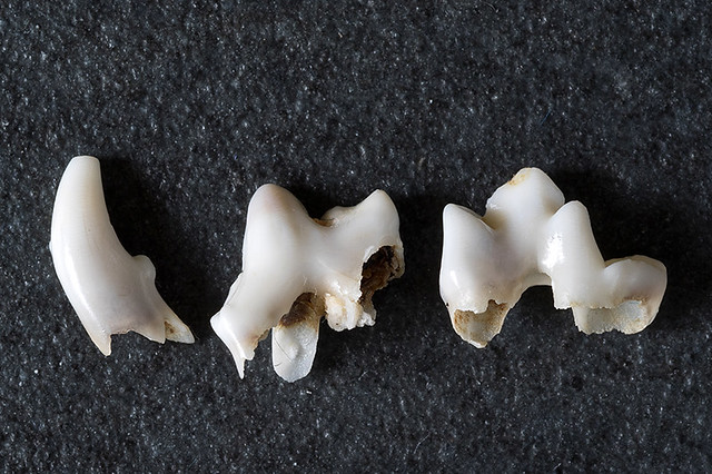 Rhodesian Ridgeback Puppy Teeth