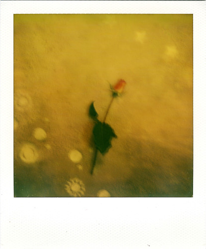rose polaroidslr680 fortunacalifornia impossibleproject600colorfilm