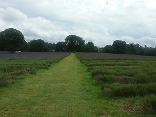 20160630_155656 Public footpath across Mayfield Farm lavender fields