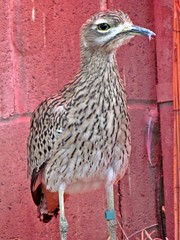 Fresno Chaffee Zoo