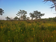Dunnville Barrens State Natural Area